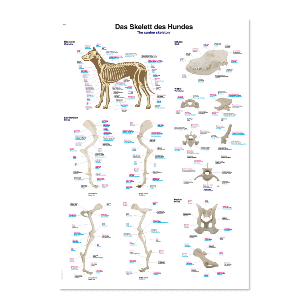 Lehrtafel „Skelett des Hundes“